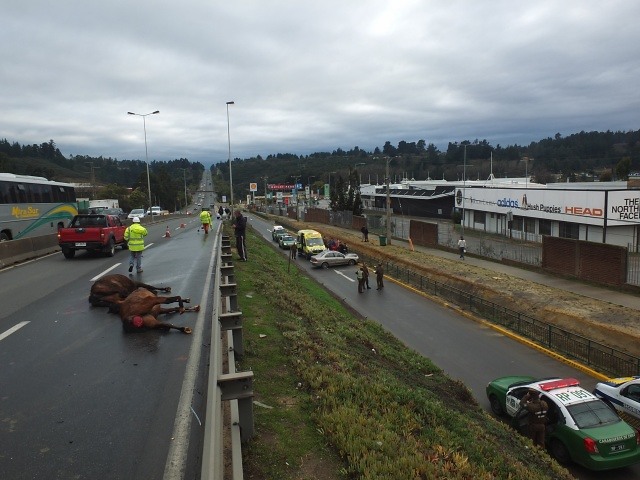 Viña del Mar: Automóvil impacta con dos caballos dejando tres personas lesionadas