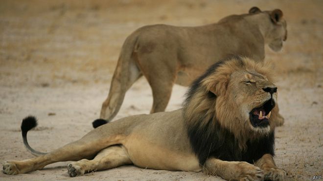 El león favorito de Zimbabue sigue siendo una cerveza