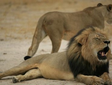 El león favorito de Zimbabue sigue siendo una cerveza