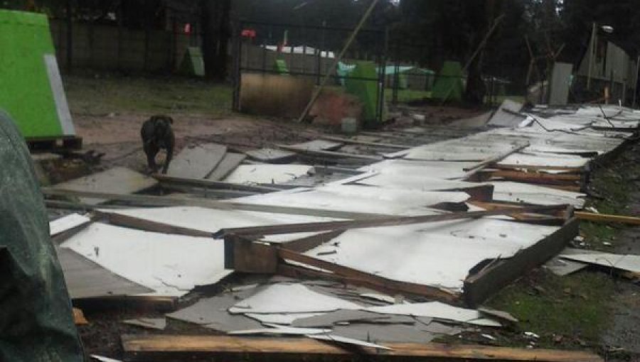 Dramáticas imágenes de protectora de animales en Valparaíso tras paso de temporal