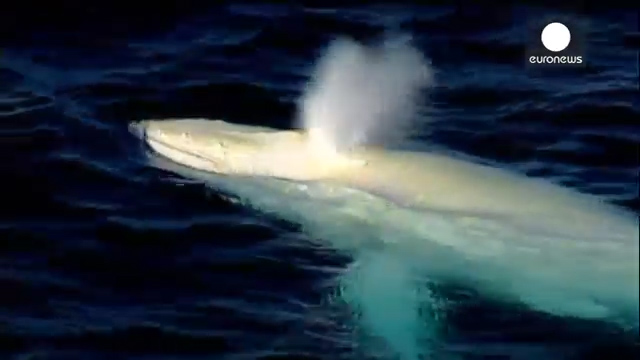 Video: Increíble avistamiento de ballena albina en las costas de Australia