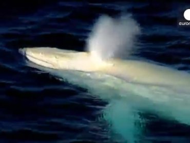 Video: Increíble avistamiento de ballena albina en las costas de Australia