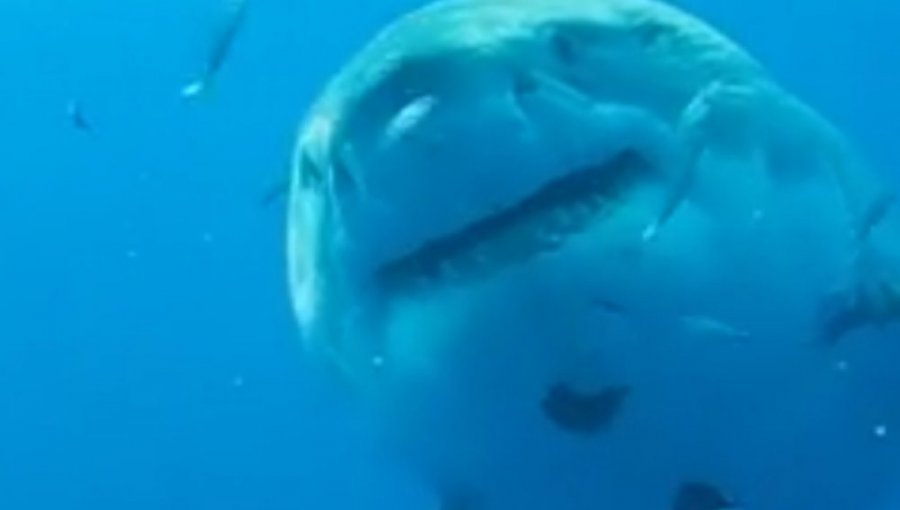 Video: Las increíbles imágenes de una inmensa hembra de tiburón blanco