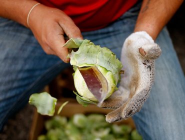 Dieta baja en lípidos, es más efectiva para perder peso que la de carbohidratos