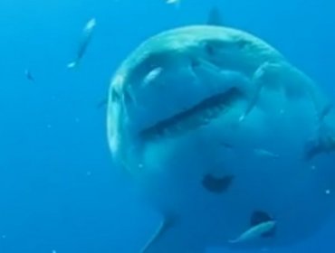 Video: Las increíbles imágenes de una inmensa hembra de tiburón blanco