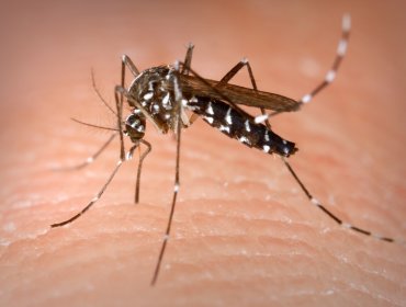 Empresa española fabrica una camiseta que repele a los mosquitos