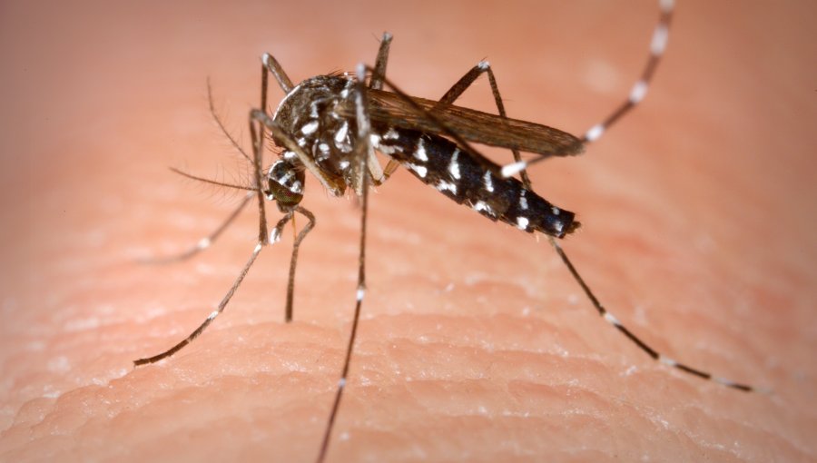 Empresa española fabrica una camiseta que repele a los mosquitos