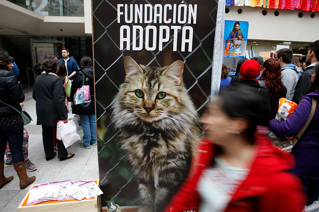 Este domingo se realiza la cuarta edición de Gato Fest