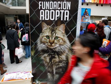 Este domingo se realiza la cuarta edición de Gato Fest