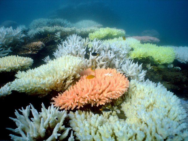 Grandes especies marinas tropicales son amenazadas por el cambio climático