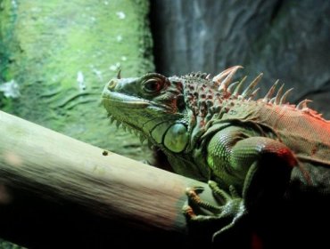 Hallan en Brasil un eslabón perdido en la evolución del lagarto