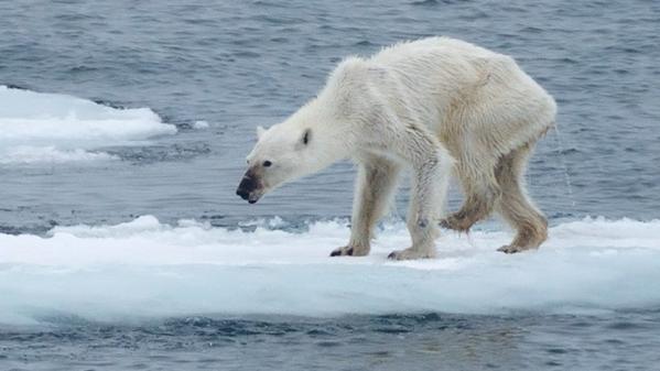 Imagen de una osa polar desnutrida causa impacto en la redes sociales