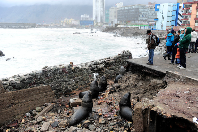 Armada alerta de fuertes marejadas en el borde costero