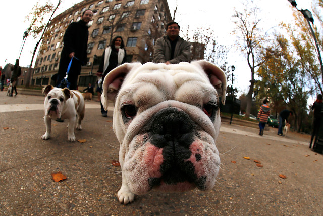 Según intendencia de Santiago hay 1.689.942 perros, el 94,65% con dueño