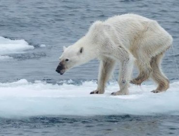 Imagen de una osa polar desnutrida causa impacto en la redes sociales