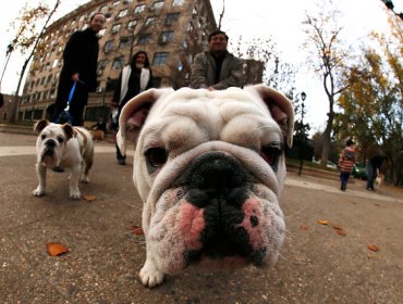 Según intendencia de Santiago hay 1.689.942 perros, el 94,65% con dueño