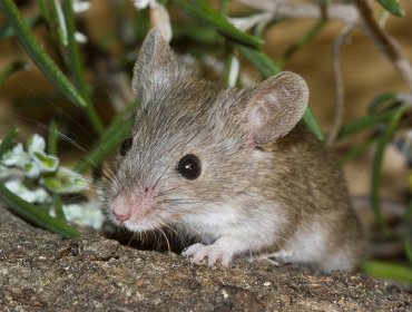 Encuentran nueva especie de ratón en bosques de Los Ríos