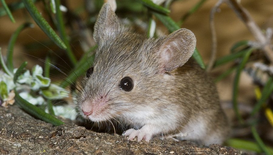 Encuentran nueva especie de ratón en bosques de Los Ríos