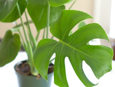 Conoce las mejores plantas de interior que purificarán el aire de tu casa