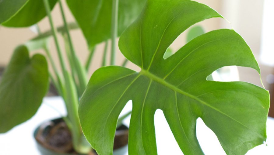 Conoce las mejores plantas de interior que purificarán el aire de tu casa |  