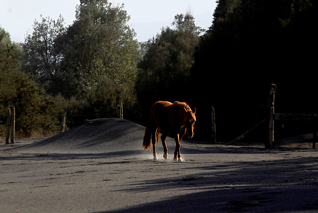 Minibús de empresa del Transantiago chocó un caballo en la comuna de Peñalolén