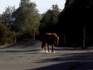 Minibús de empresa del Transantiago chocó un caballo en la comuna de Peñalolén