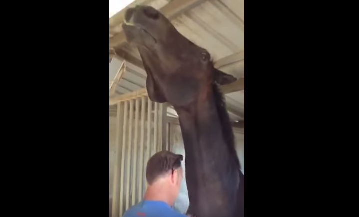 Video: Caballo amoroso enloquece en redes sociales