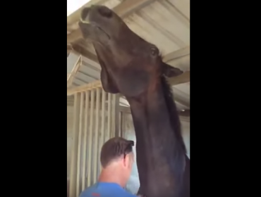 Video: Caballo amoroso enloquece en redes sociales