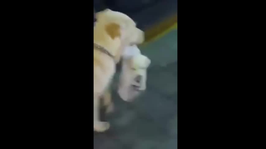 Video: Madre saca a pasear a su cachorro y es furor en la web.