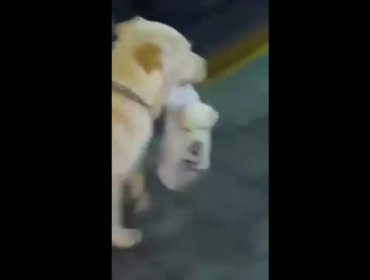 Video: Madre saca a pasear a su cachorro y es furor en la web.