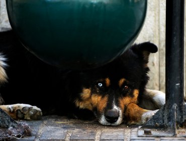 Condenan a cárcel a involucrados en caso de maltrato animal en Freirina