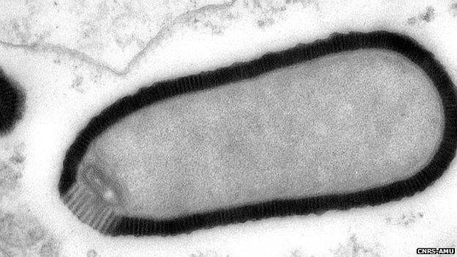 Descubren un virus gigante desconocido en el suelo congelado de Siberia