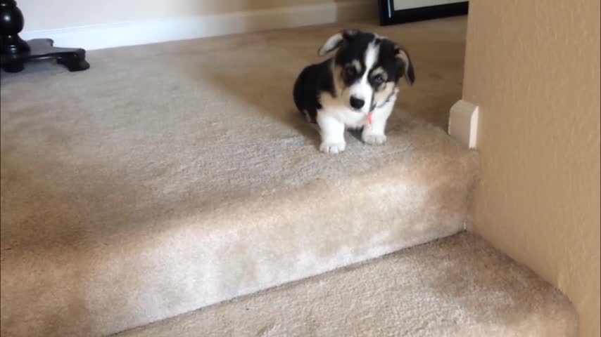 Video: Mira al cachorro que quiere bajar las escaleras que se vuelve viral en la web