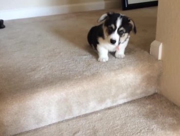 Video: Mira al cachorro que quiere bajar las escaleras que se vuelve viral en la web