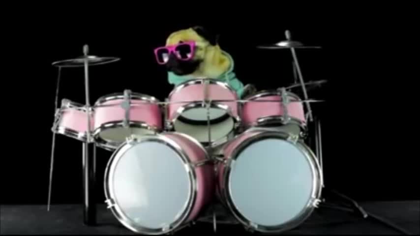 Video: El perro baterista que la rompe en la web