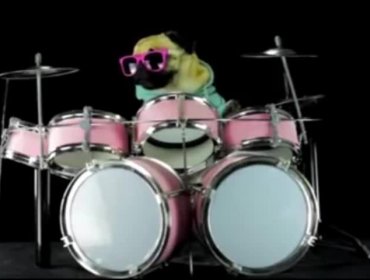 Video: El perro baterista que la rompe en la web