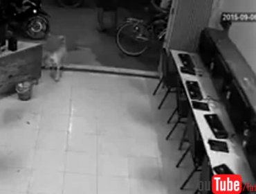 Video: Hombre recibe brutal merecido por querer golpear a un animal