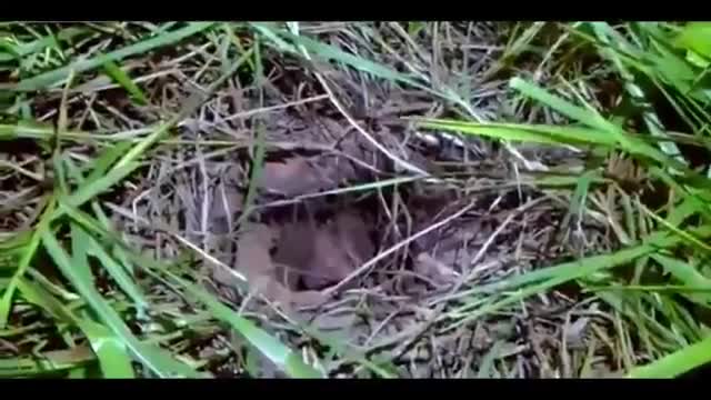Video: Reo quiso escapar como "El Chapo" y quedó atrapado