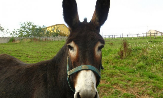 Profesora hizo campaña para salvar a un burro que lo iban a faenar para el 18