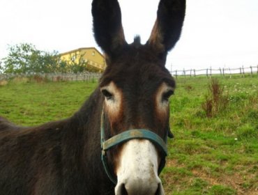 Profesora hizo campaña para salvar a un burro que lo iban a faenar para el 18