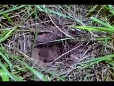 Video: Reo quiso escapar como "El Chapo" y quedó atrapado