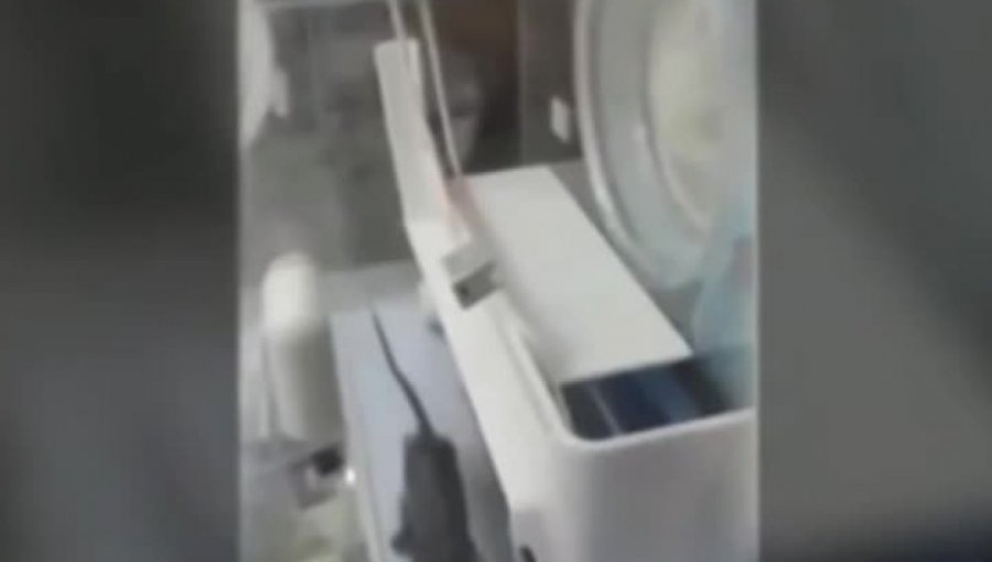 Video: Rata es captada en una incubadora para bebes de un hospital