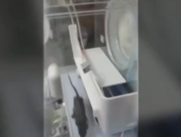 Video: Rata es captada en una incubadora para bebes de un hospital