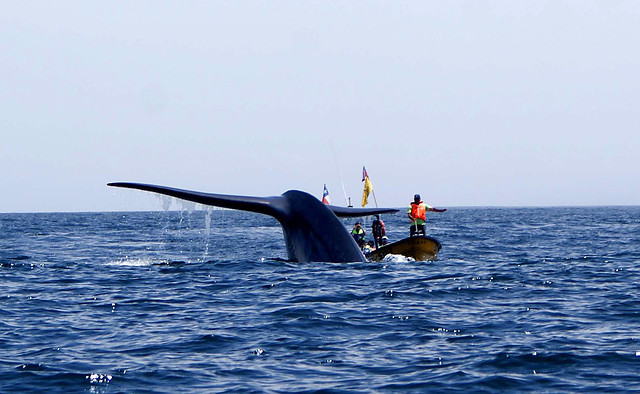 Equipo multidisciplinario descarta acción humana en muerte de ballenas en Aysén