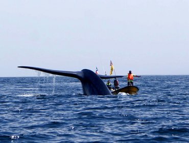 Equipo multidisciplinario descarta acción humana en muerte de ballenas en Aysén