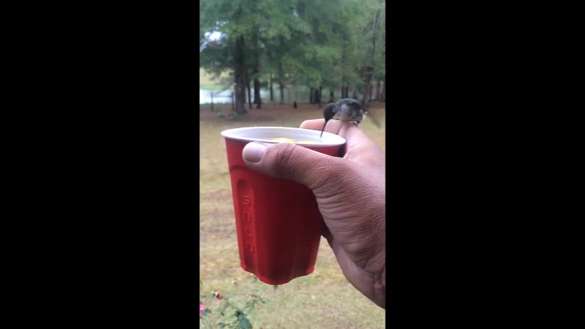 Video: Colibríes beben agua de la mano de un joven