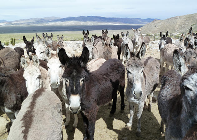 Conozca a la nueva especie peligrosa de Chile: Los Burros