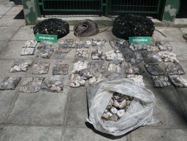 Decomisan más de 2 mil unidades de loco en costas de la provincia de Arauco