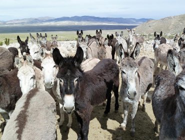 Conozca a la nueva especie peligrosa de Chile: Los Burros