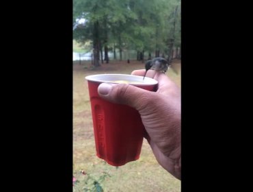 Video: Colibríes beben agua de la mano de un joven